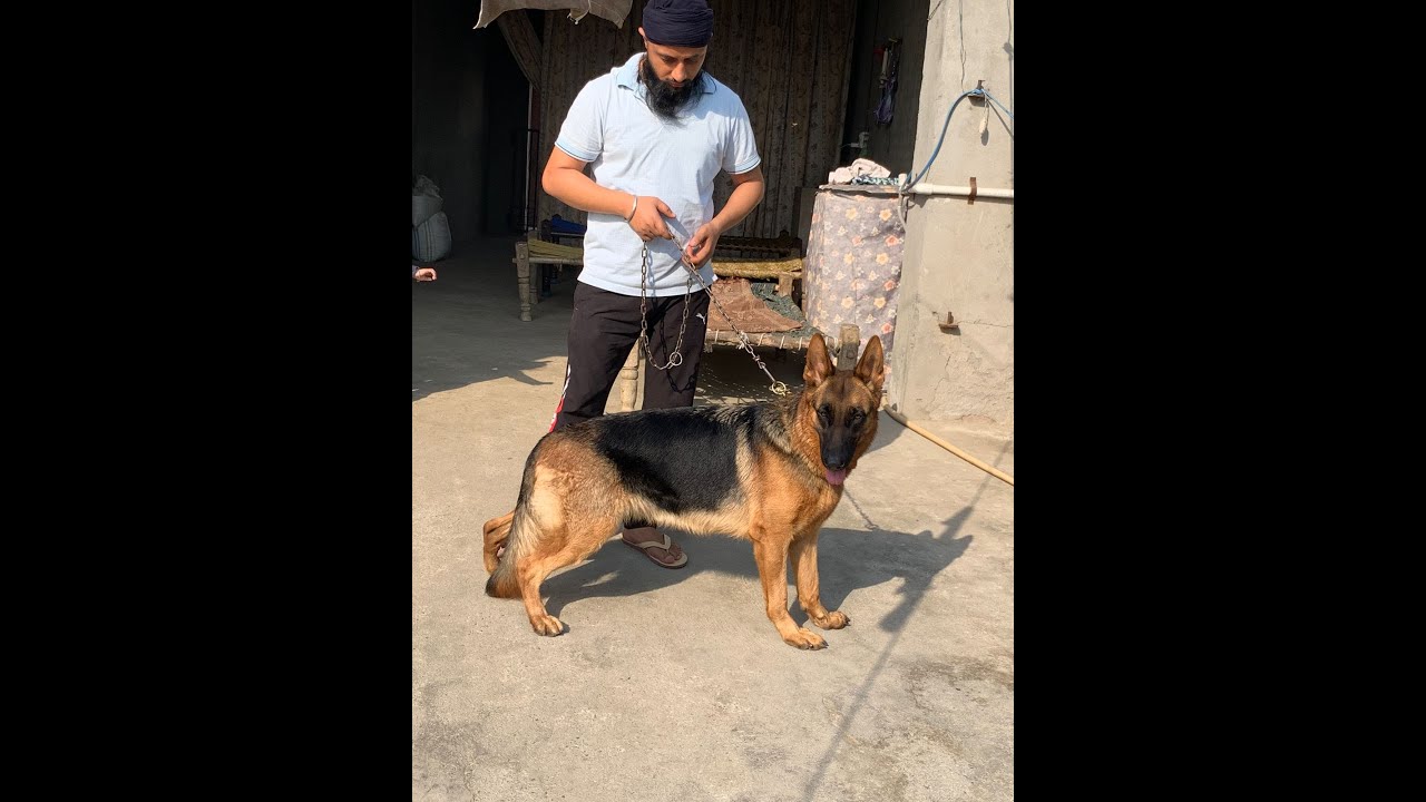 35 Days pregnant german shepherd female dog 2023 | 5 weeks pregnancy symptoms in dog | Pregnant GSD