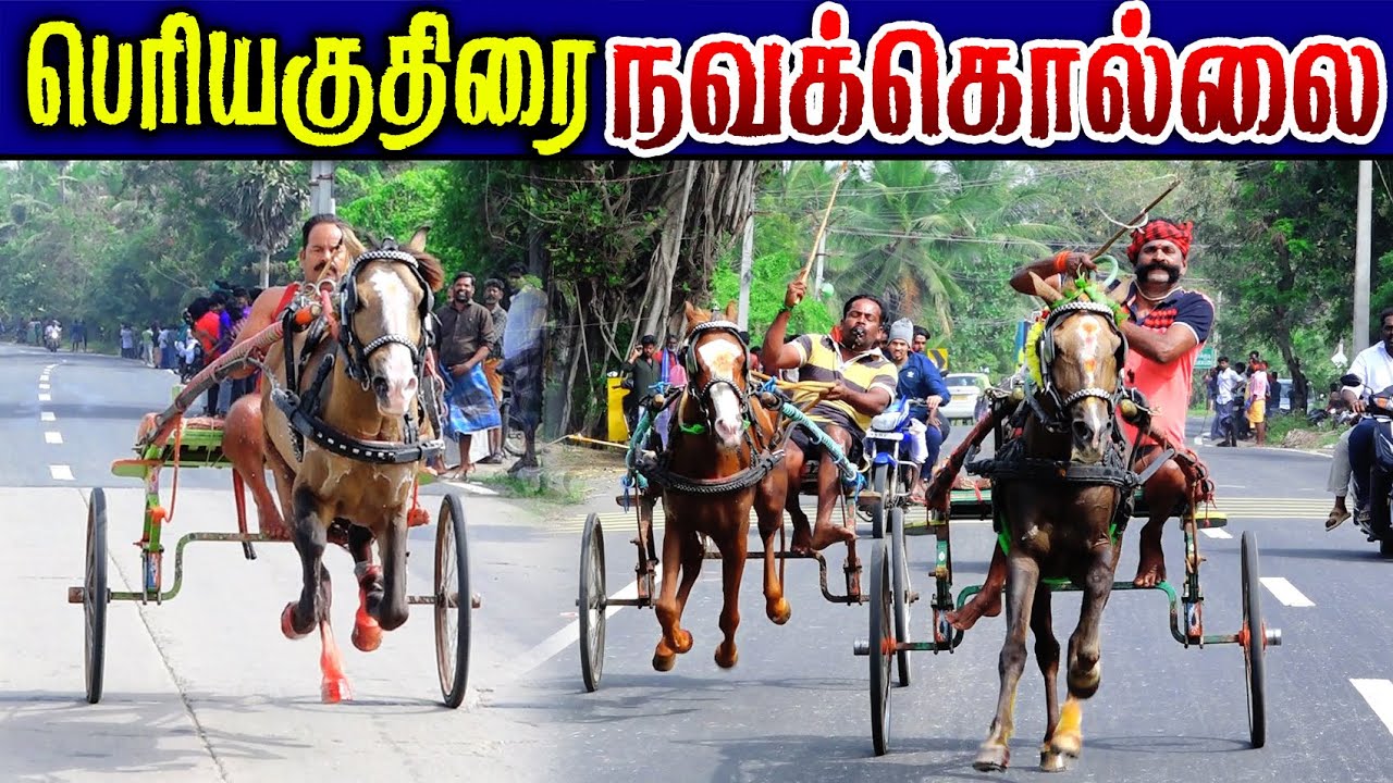 நவக்கொல்லை பெரியகுதிரை (01.02.2026) பந்தயம் #perai_raj_digital #reklarace2026