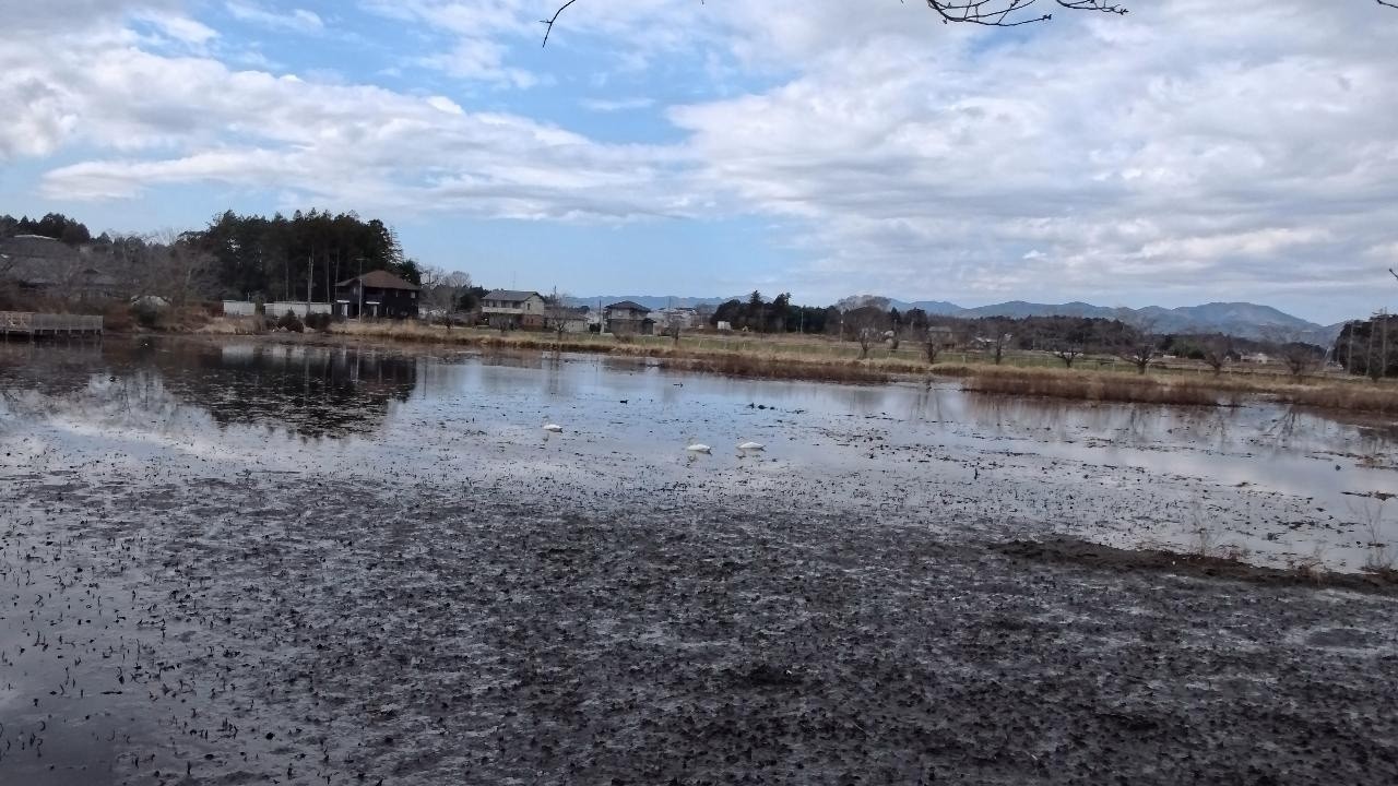 【池花池】に行ってみた 【白鳥の飛来地】（2026/03/09）