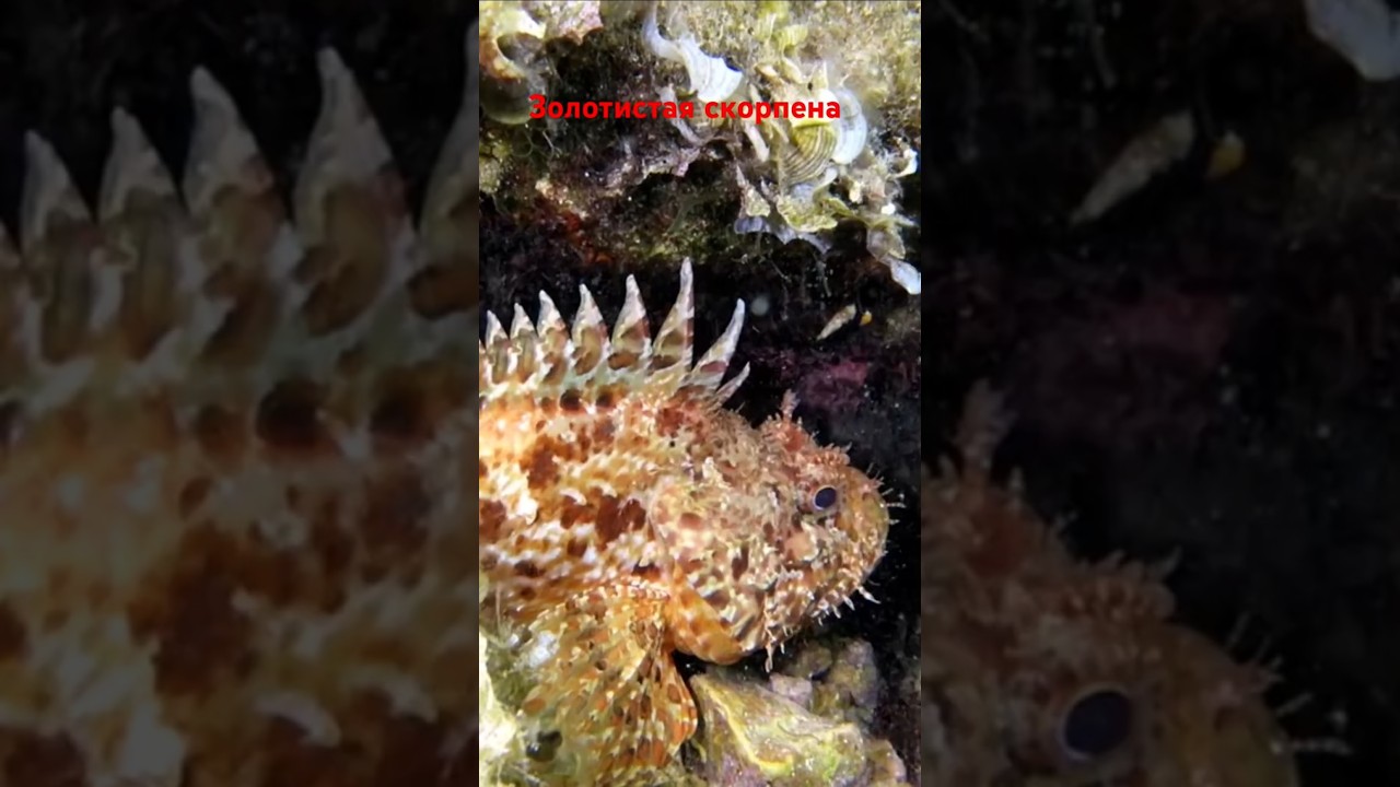 Скорпена Золотистая, Scorpaena scrofa.