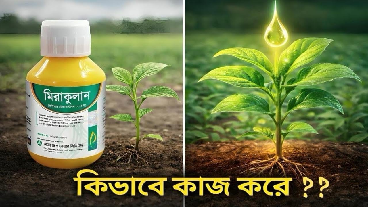 মিরাকুলান কিভাবে কাজ করে? 🔍 পিজিআর রহস্যের উন্মোচন || #কৃষি_পরামর্শ #পিজিআর #মিরাকুলান