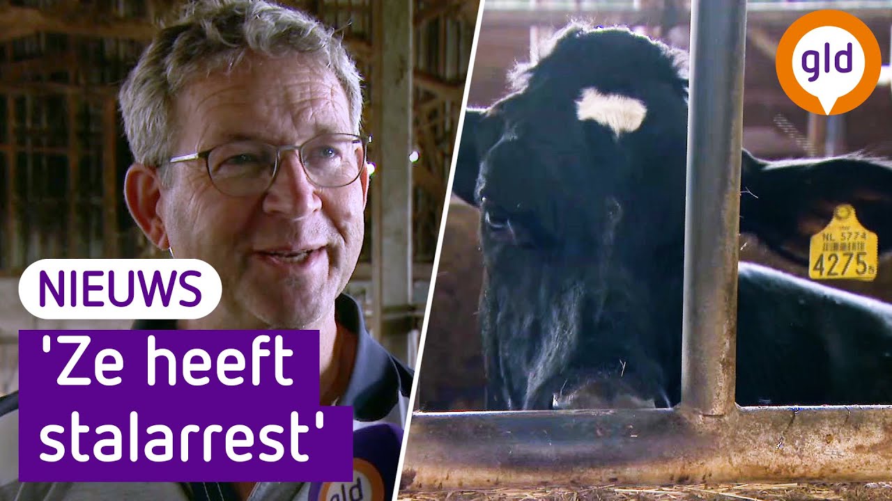 Ontsnapte koe Suzanne uit Neede is eindelijk weer terecht