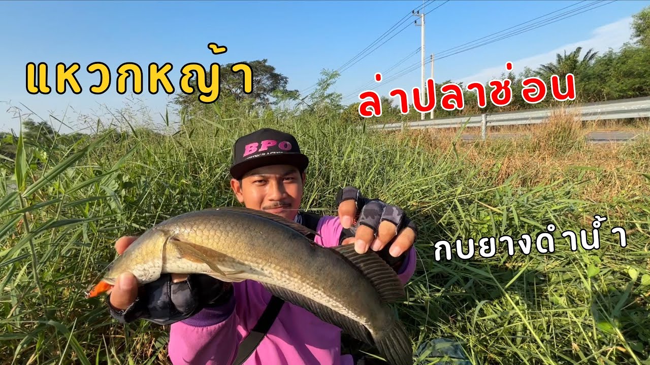 แหวกหญ้า ล่าปลาช่อน ด้วยกบยางดำน้ำ