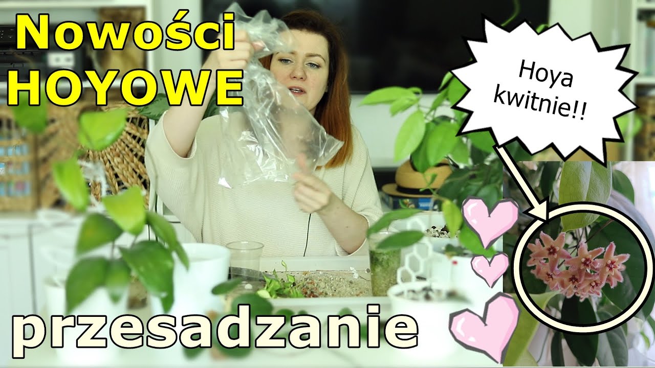 💚 Paczka z hoyami * kwitnąca hoya z dużymi kwiatami * przesadzanie wiosenne trzech pięknych hoyek 💚💚