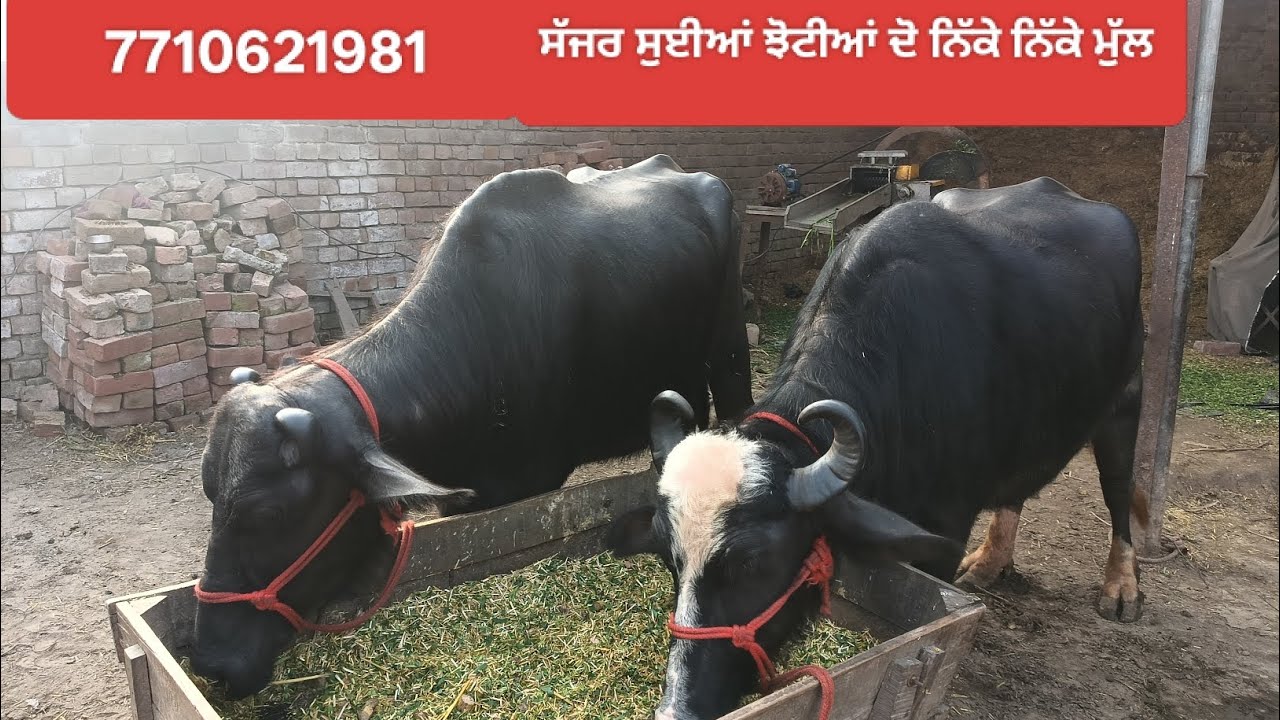 26 February 2026 ਫੋਨ7710621981 ਸੱਜਰ ਸੂਈਆਂ ਚੋਟੀਆਂ ਨਿੱਕੇ ਨਿੱਕੇ ਮੁੱਲ 