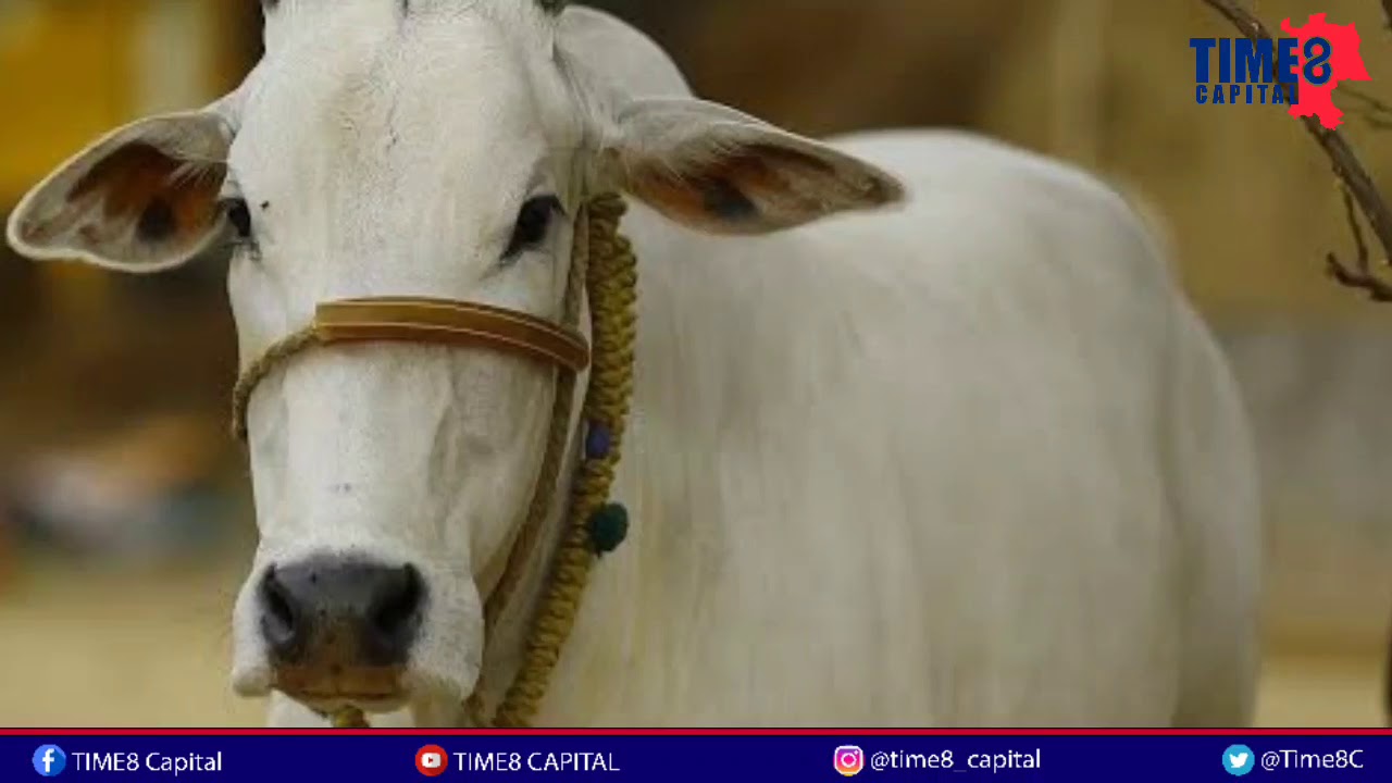 #Cowscienceexam #UGC #cowscience  Cow-science exam postponed amid the rising controversy.