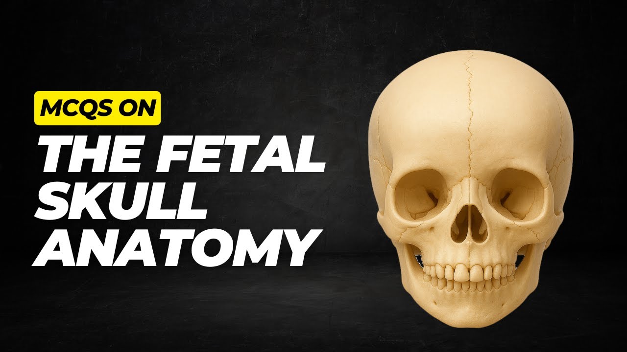 Тест по анатомии черепа плода | Высокоэффективные вопросы с множественным выбором для студентов, ...