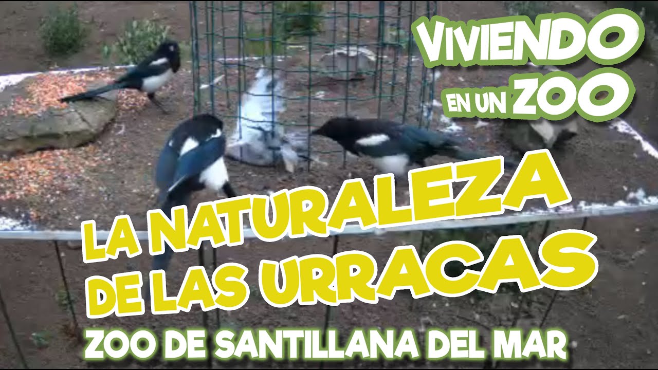 La naturaleza de las urracas