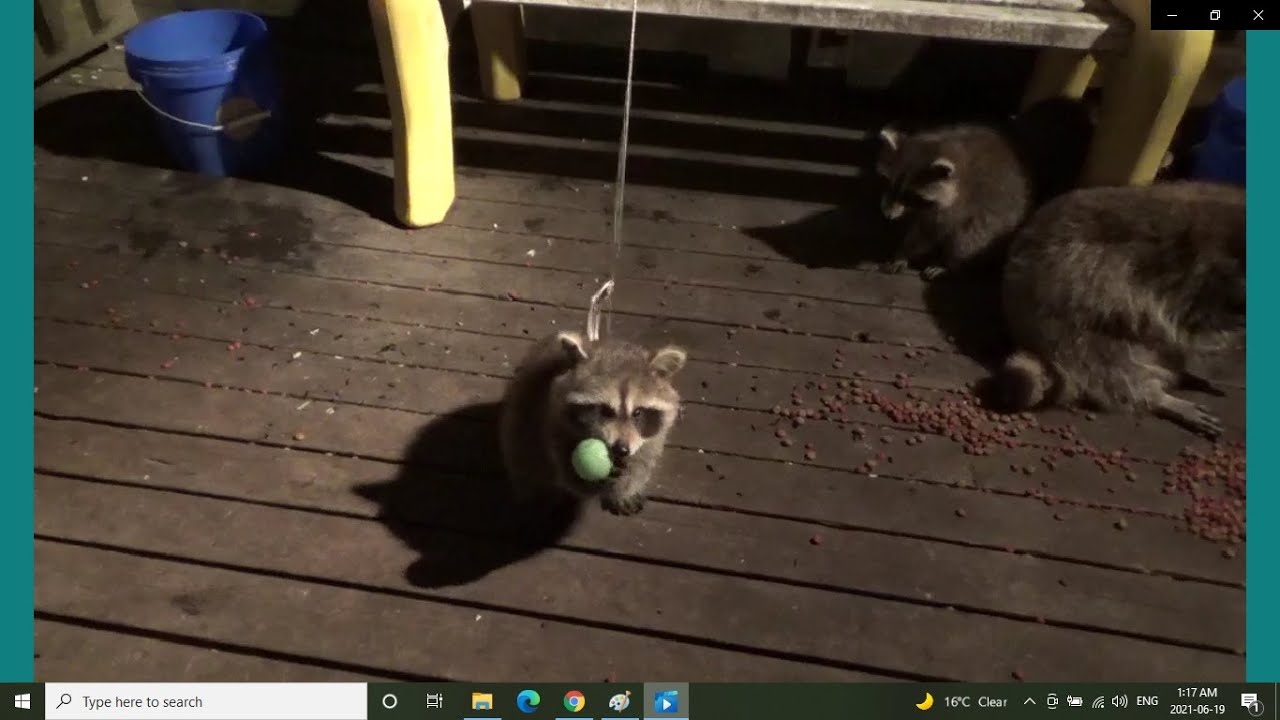 Baby Raccoons Learn to Play Ball