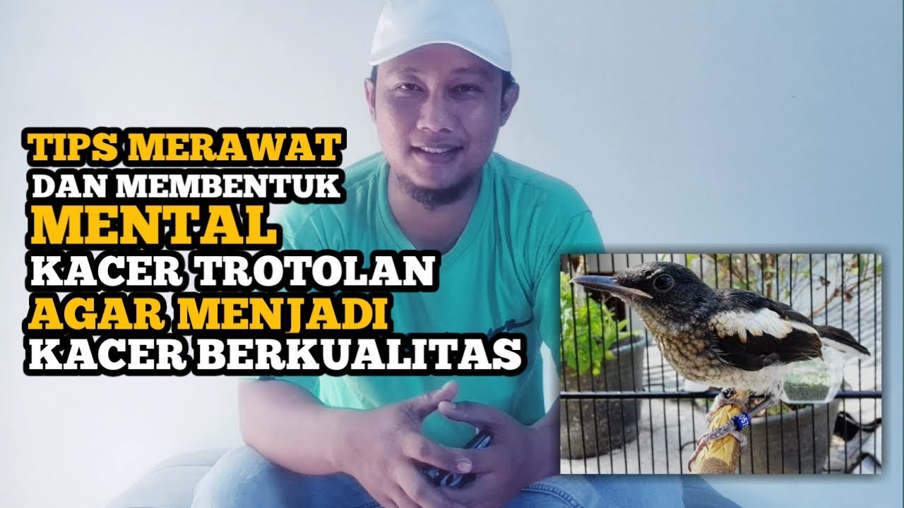 Tips Merawat Dan Membentuk Mental Kacer Trotolan Agar Menjadi Kacer Berkualitas