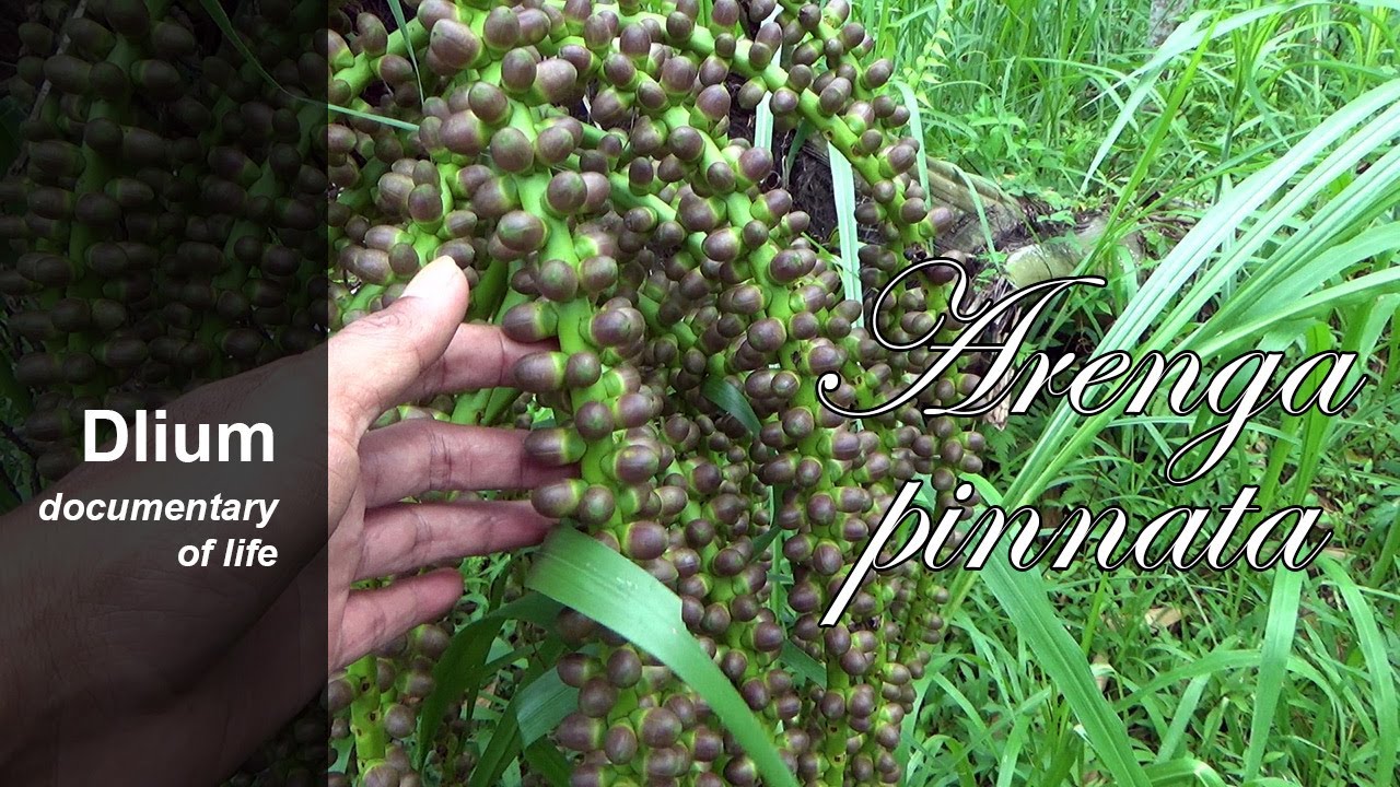 Sugar palm (Arenga pinnata) - part 1