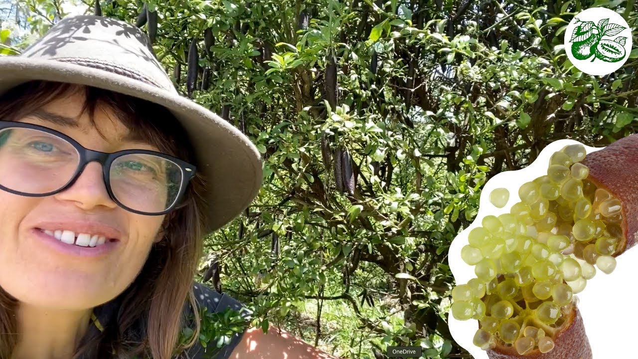 Grafted Finger Lime Trees - Alstonville