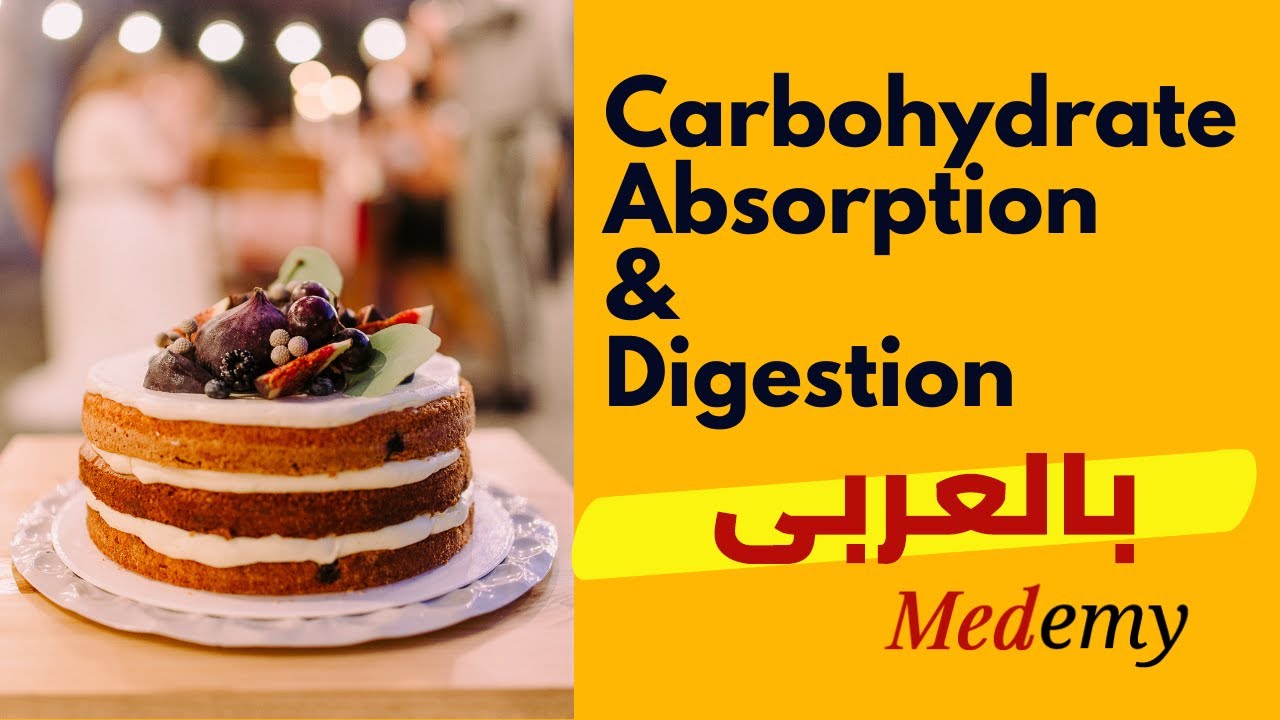 Carbohydrate Digestion and Absorption | Medemy بالعربى