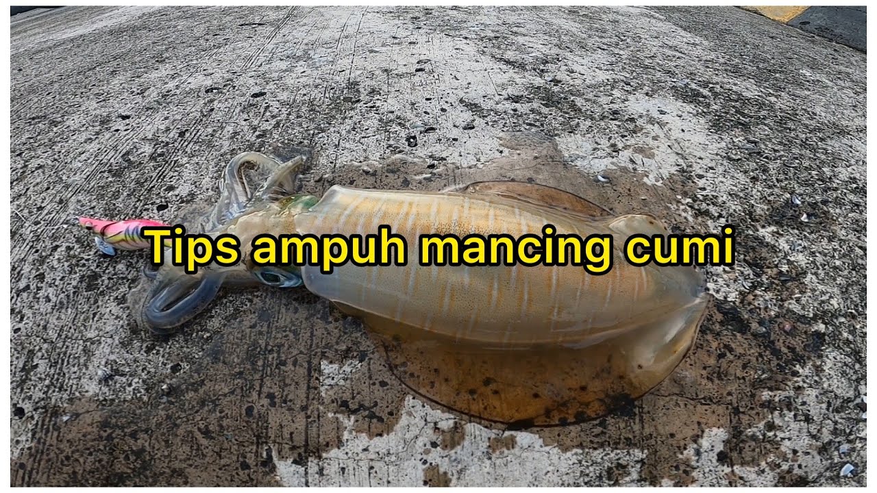 Macing cumi  || tips ampuh mancing cumi