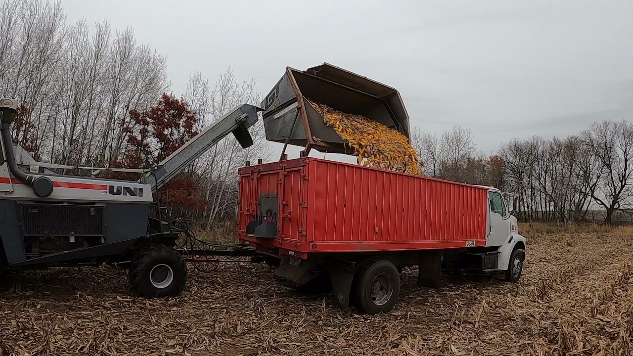 picking corn with a 1996 UNI and filling cribs