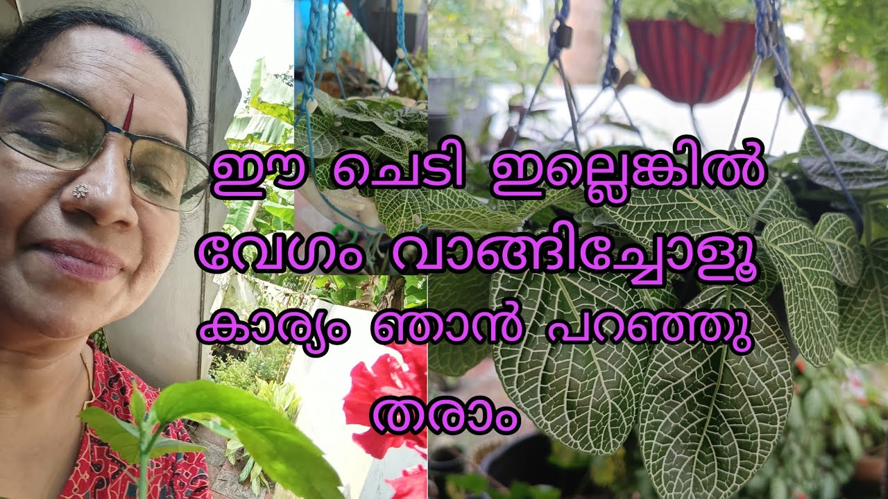 Beautiful hanging plant / happy vlogs with geetha