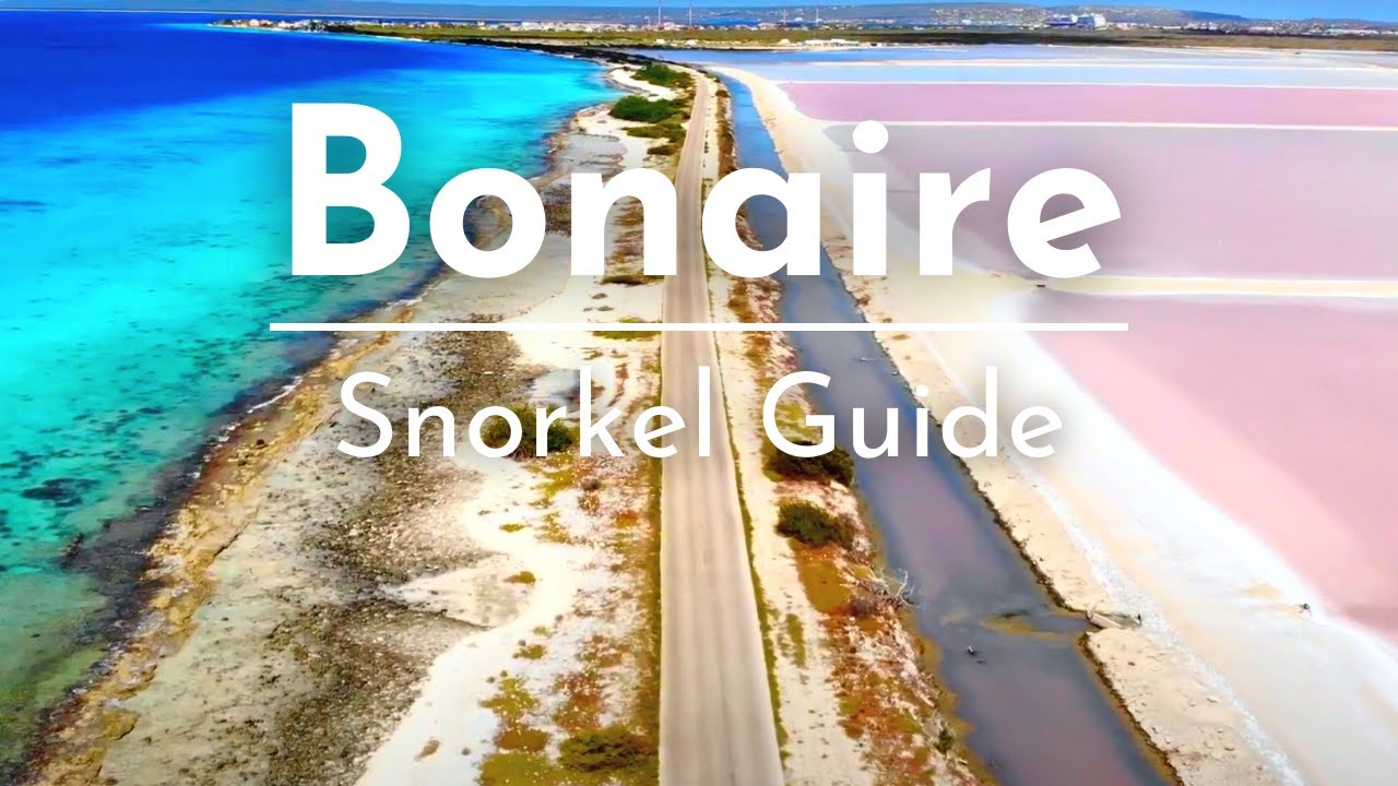 8 Amazing Bonaire Snorkeling Spots!