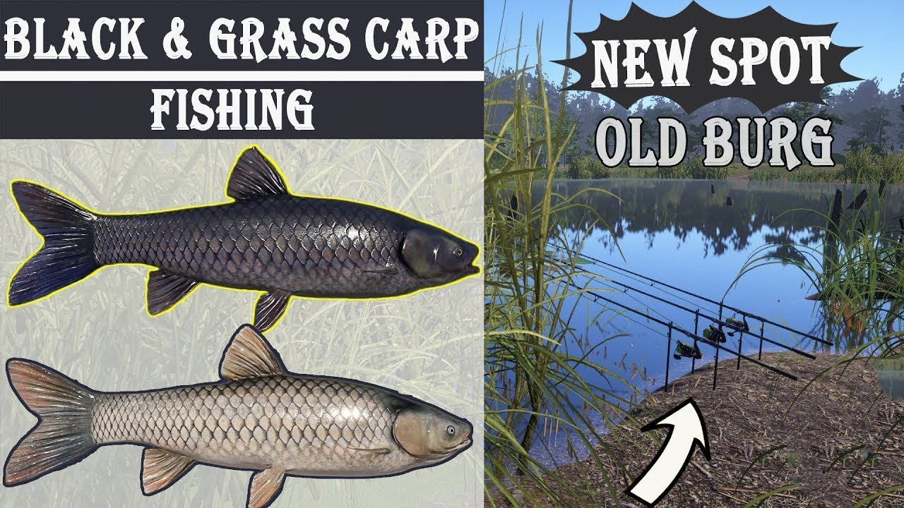 Russian Fishing 4 (RF4) Common Carp, Black Carp, Grass Carp Spot on Old Burg Lake