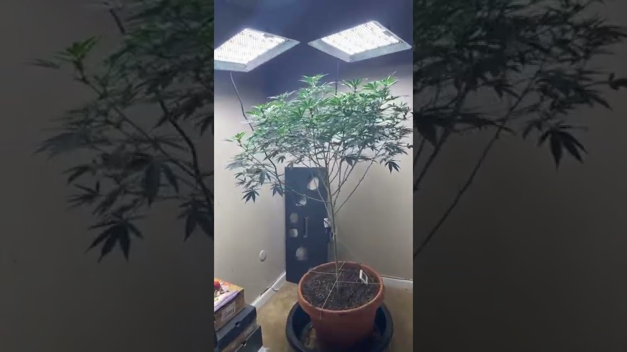 6 1/2 ft cannabis plant in veg since 10/6/21 been in flower since 2/11/22 tell me what you think