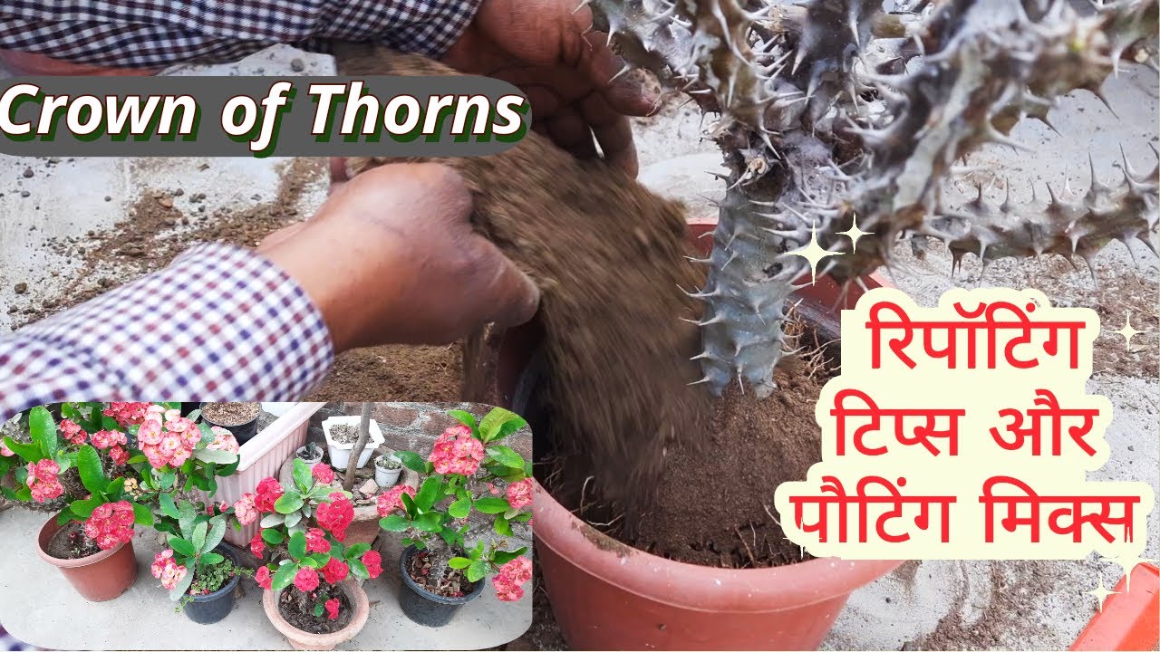 Euphorbia Milli/ Crown of Thorns: making perfect Potting Mix and Repotting step by step
