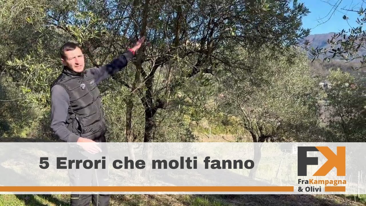 5 errori da evitare nella potatura dell’olivo 