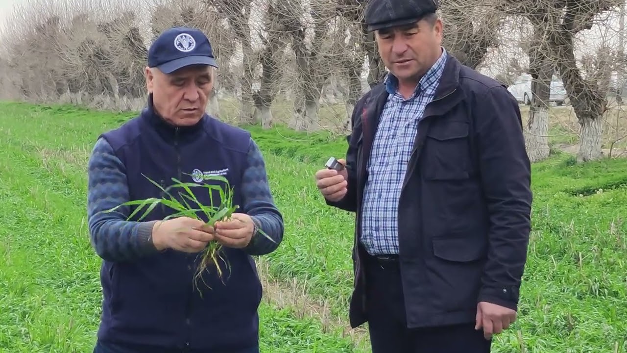 G'o'za qator orasiga tuproqqa ishlov berilmasdan ekilgan bu'goy