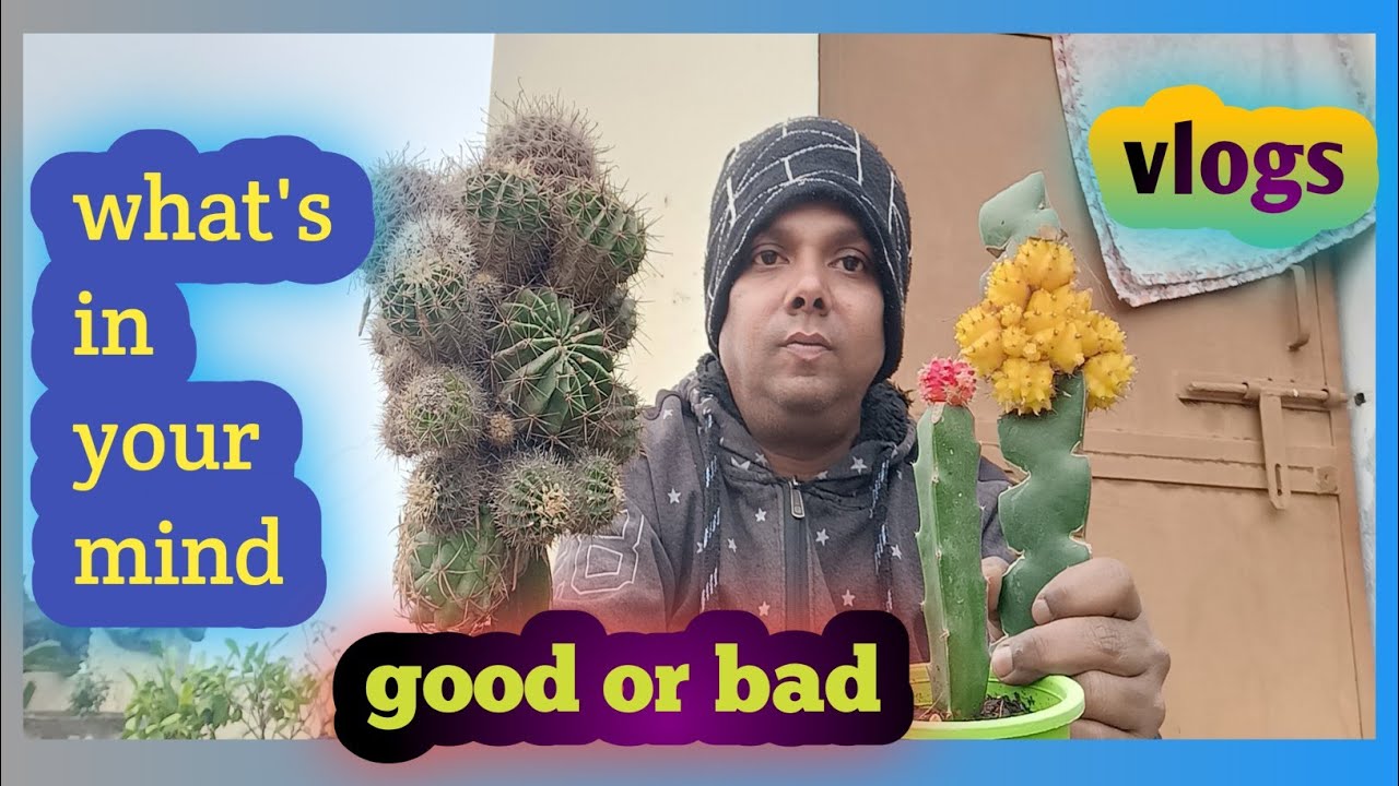 Cactus लगाना शुभ है या अशुभ | moon cactus को कैसे बचाये | multi graft cactus 🌵