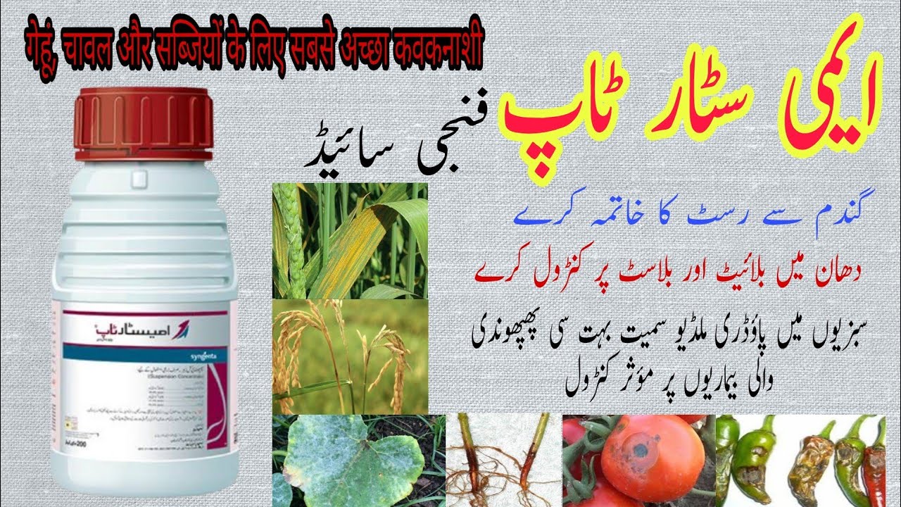 Syngenta Amistar Top Fungicide full detail in urdu and Hindi | Wheat Leaf Rust Disease Management