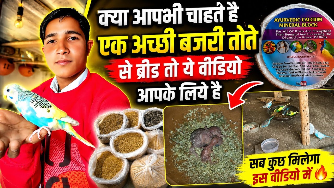 क्या आपभी चहाते है आपके यहां भी हो अच्छी सी ब्रीड तो ये वीडियो आपके लिये हे | Like Share Comment 