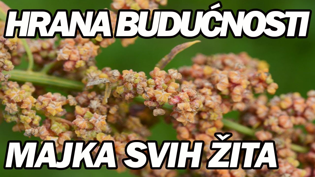 NAJZDRAVIJA ŽITARICA NA SVIJETU ČISTI ORGANIZAM OD SVIH OTROVA! Dr Mihajlović