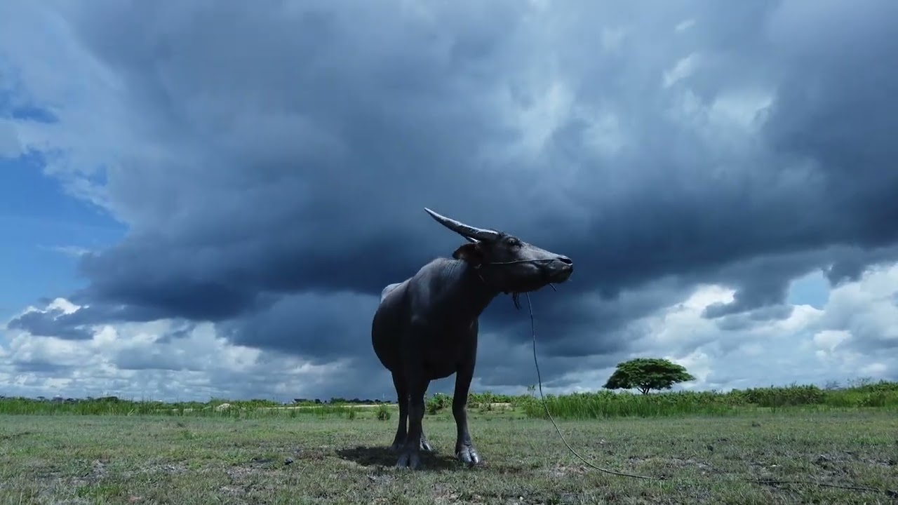 A buffalo on a big field in Laos.