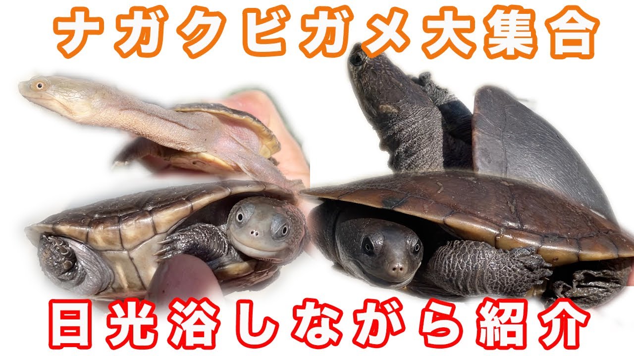 ナガクビガメ大集合！！！暖かく！？暑くなってきたのでナガクビガメを日光浴したついでに紹介してみた！！