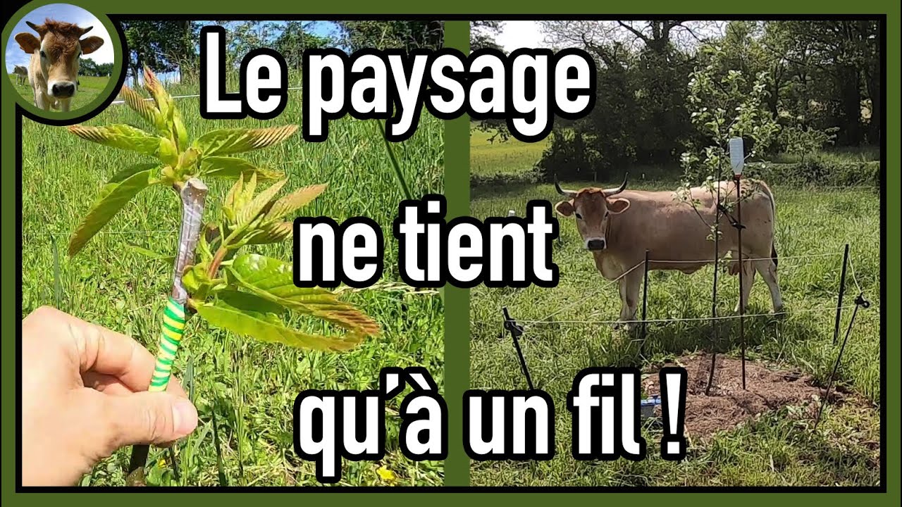 Amélioration de la greffe du châtaignier au Buddy Tape + Faire cohabiter arbres et herbivores