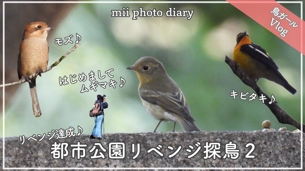 #27【都市公園探鳥】はじめての小鳥に出会えて今度こそリベンジ達成できた野鳥撮影Vlog♪｜キビタキ｜ムギマキ｜モズetc…【リベンジ探鳥２】