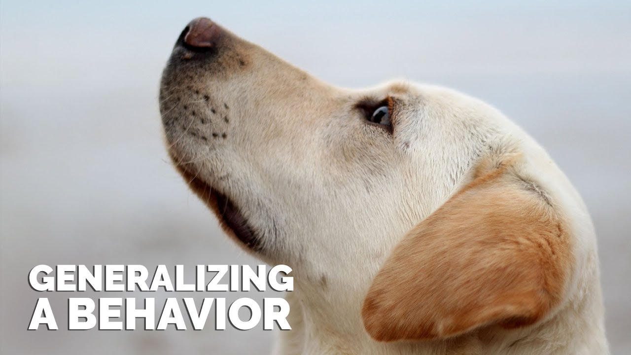 Generalizing a Behavior