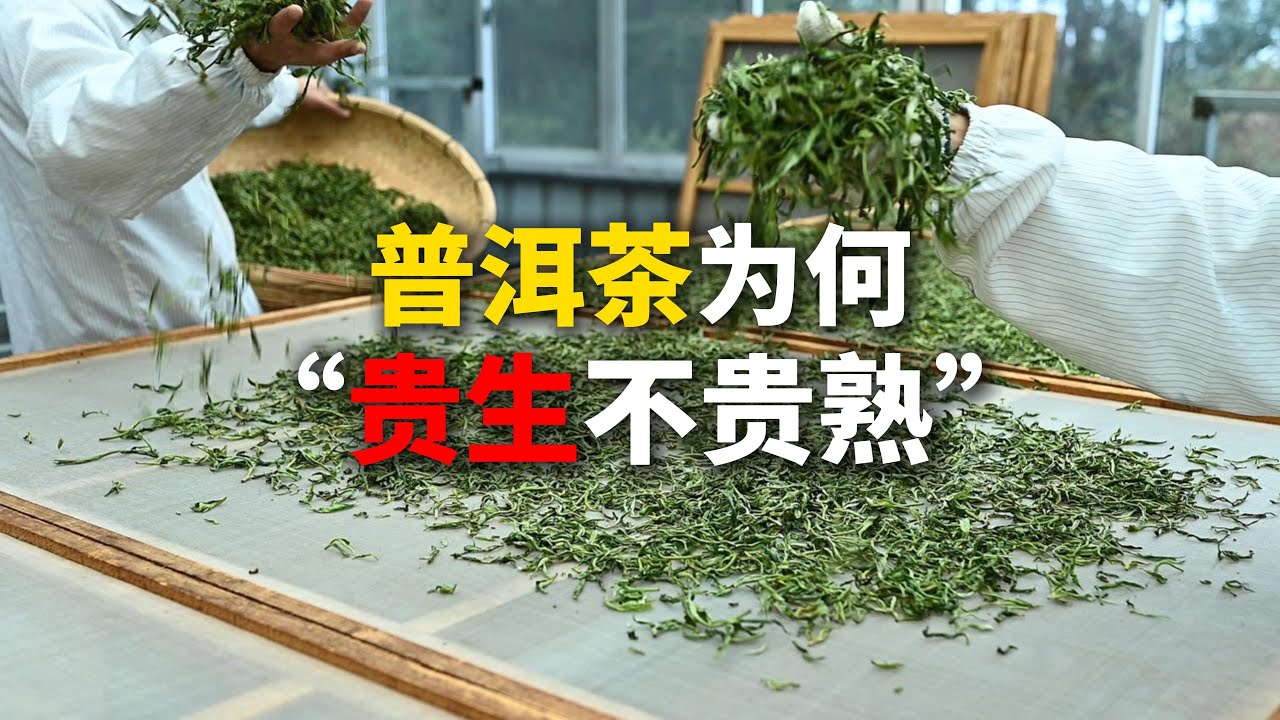 普洱茶为何“贵生不贵熟”？