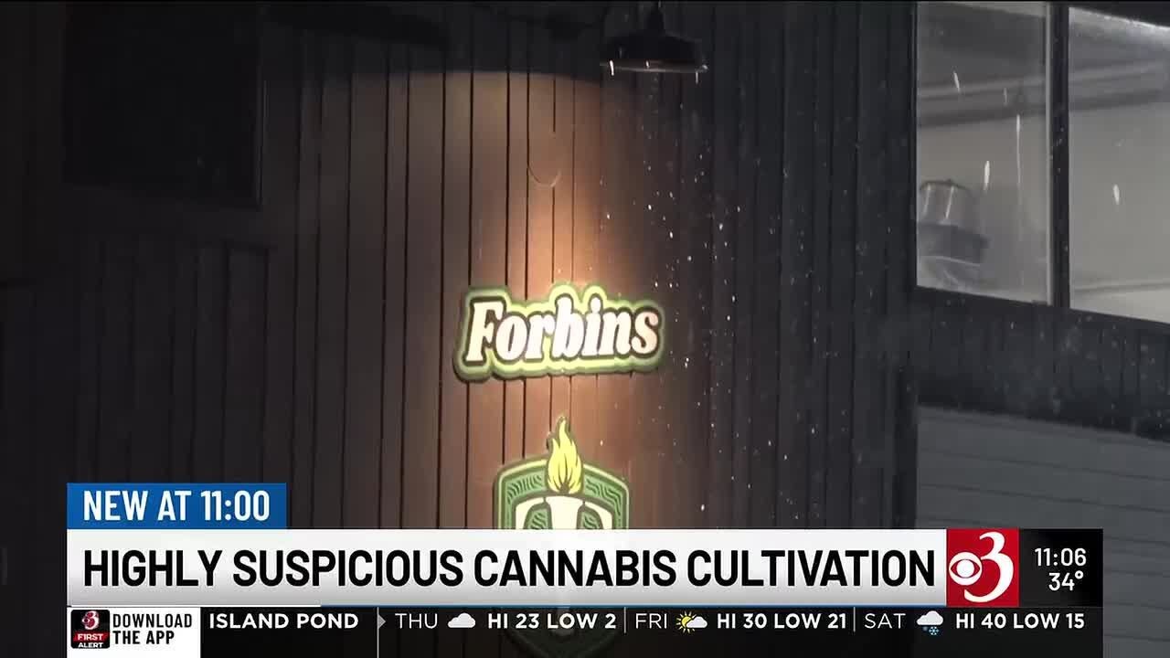 Barre weed cultivator accused of growing and selling illicit cannabis