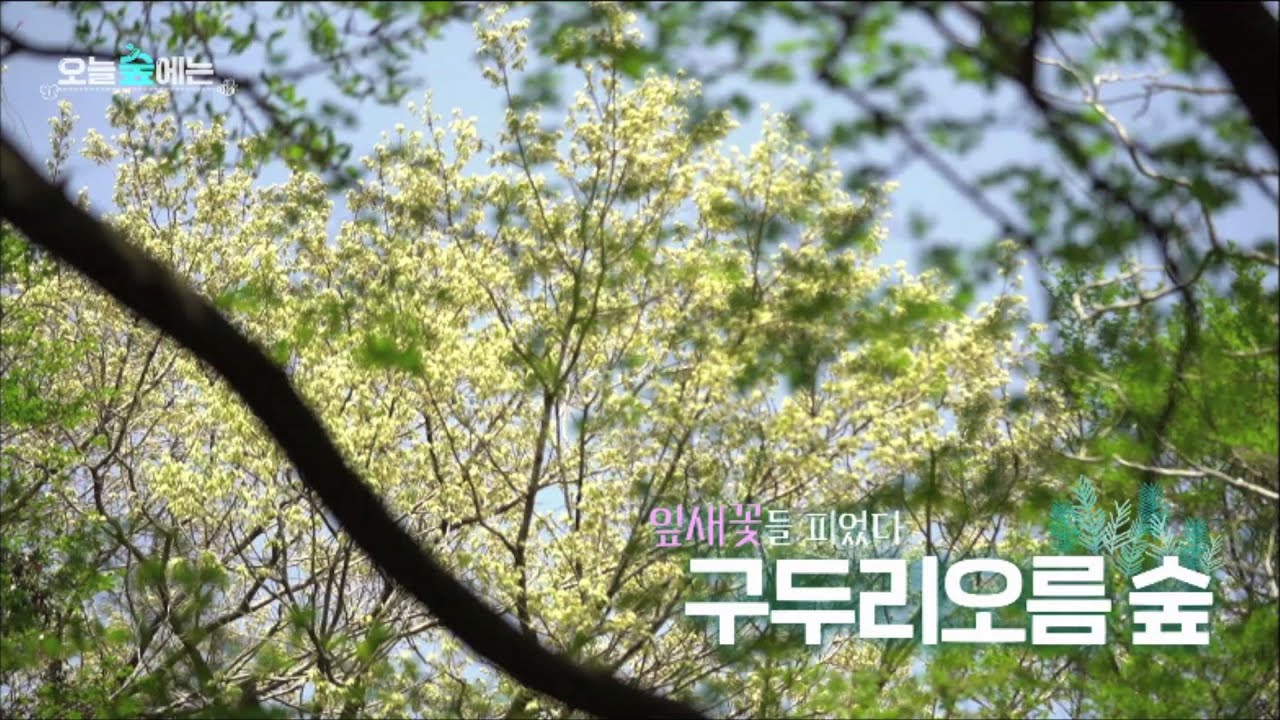오늘 숲에는 [구두리오름 숲] KBS제주 240507방송