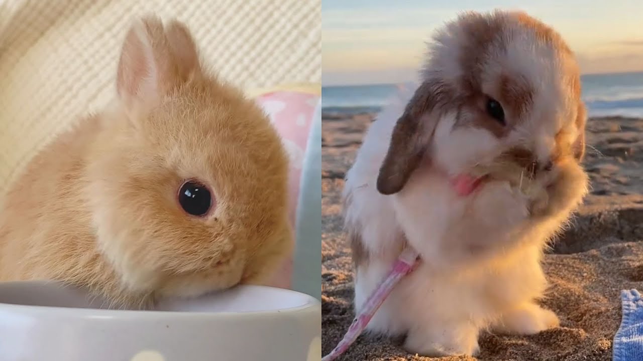 🐰 Cute Holland Lop: The Most Adorable Lop-Eared Bunny! 💕