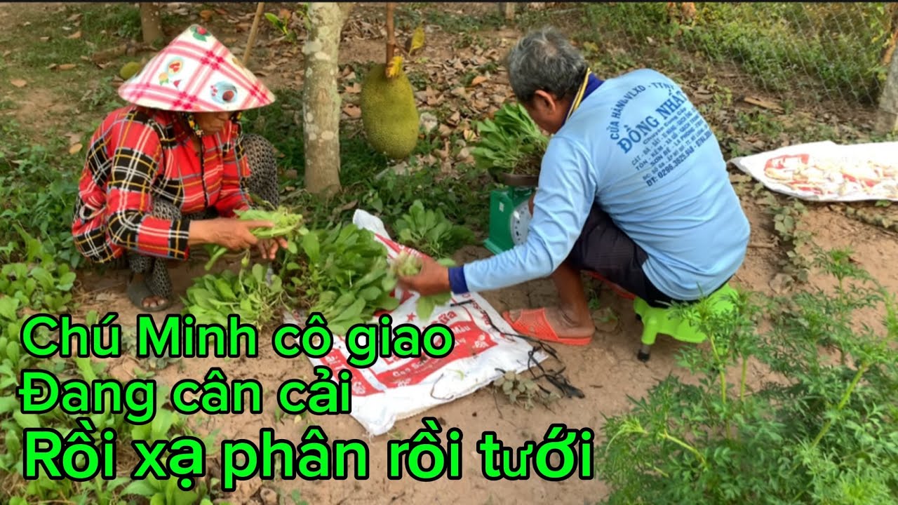 Đây là niềm vui của/ cô giao chú Minh/ đang thu hoạch cải 