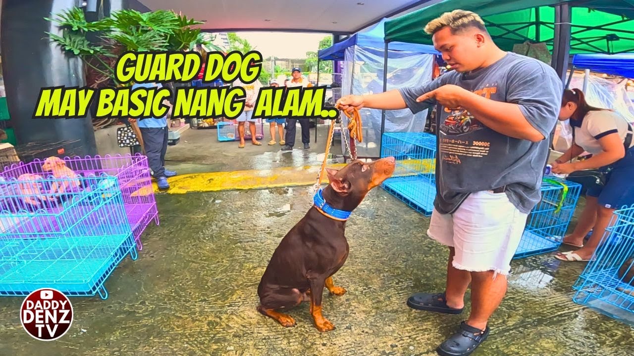 IKAW NALANG ANG INAANTAY NYA - COMPANION GUARD DOG  / PT2 OCT. 12 @GROTTO PET MARKET