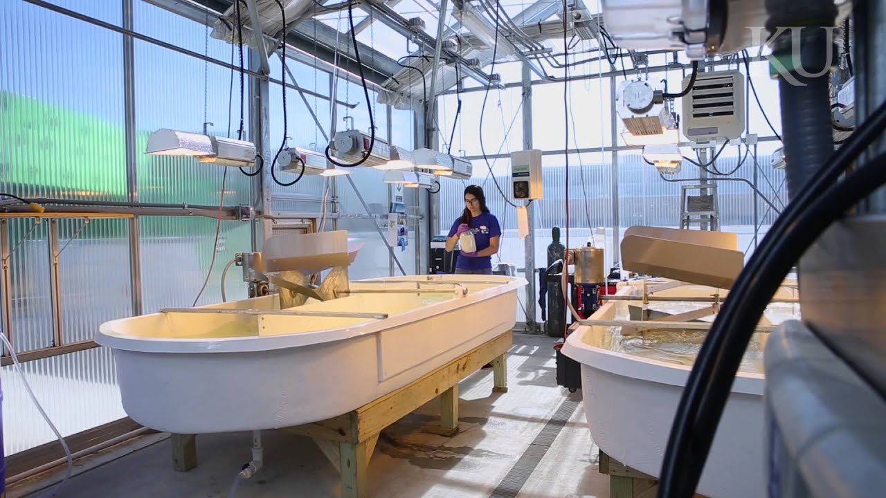 KU students grow algae for biofuel, cleaner water