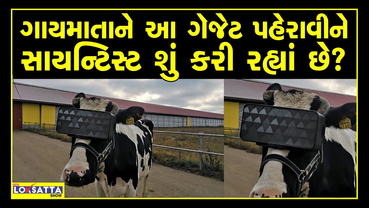 Russian Farms Make Cows Wear VR Goggles To Reduce Stress & Anxiety In Winters