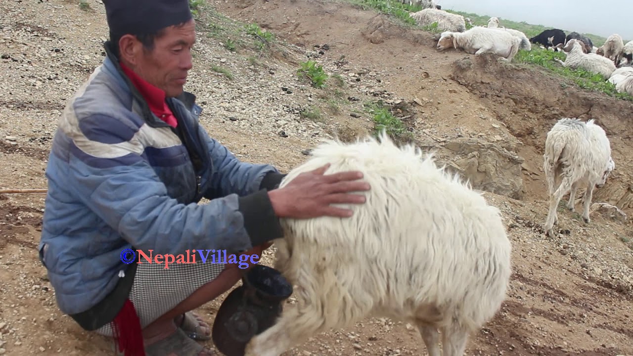 Sheep farm in mountain region of Asia ll milking style of sheep ll shepherd life