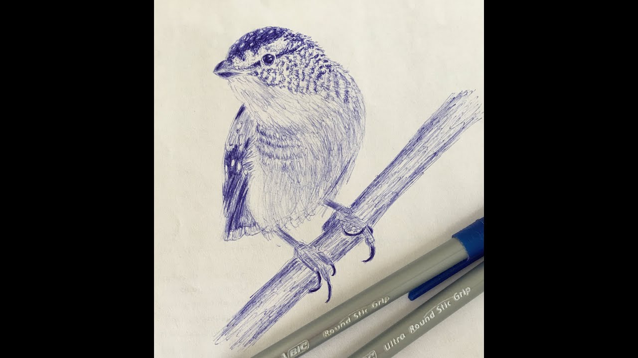 Spotted Pardalotes. Pen Sketch Line Drawing of Spotted Pardalotes.