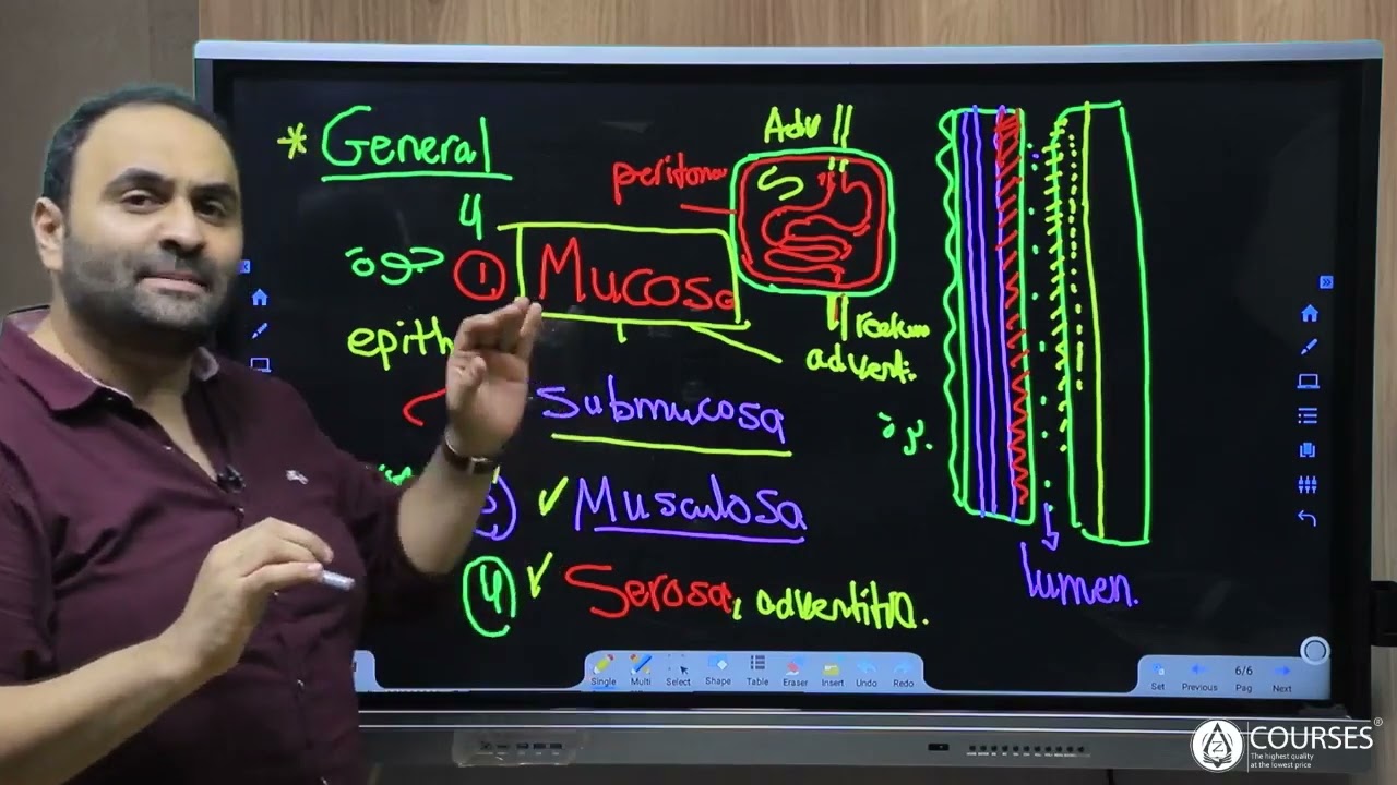 Histology GIT (General & Esophagus)
