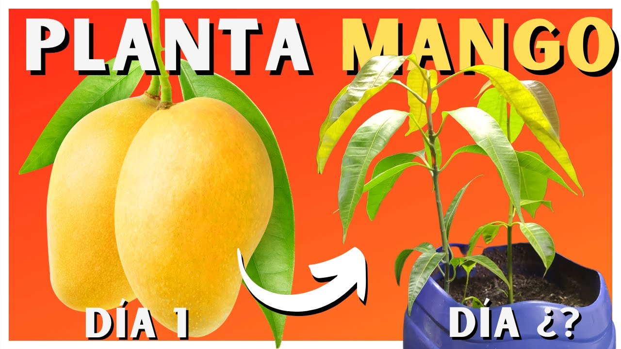 Como SEMBRAR o GERMINAR MANGO 🥭 2 Trucos