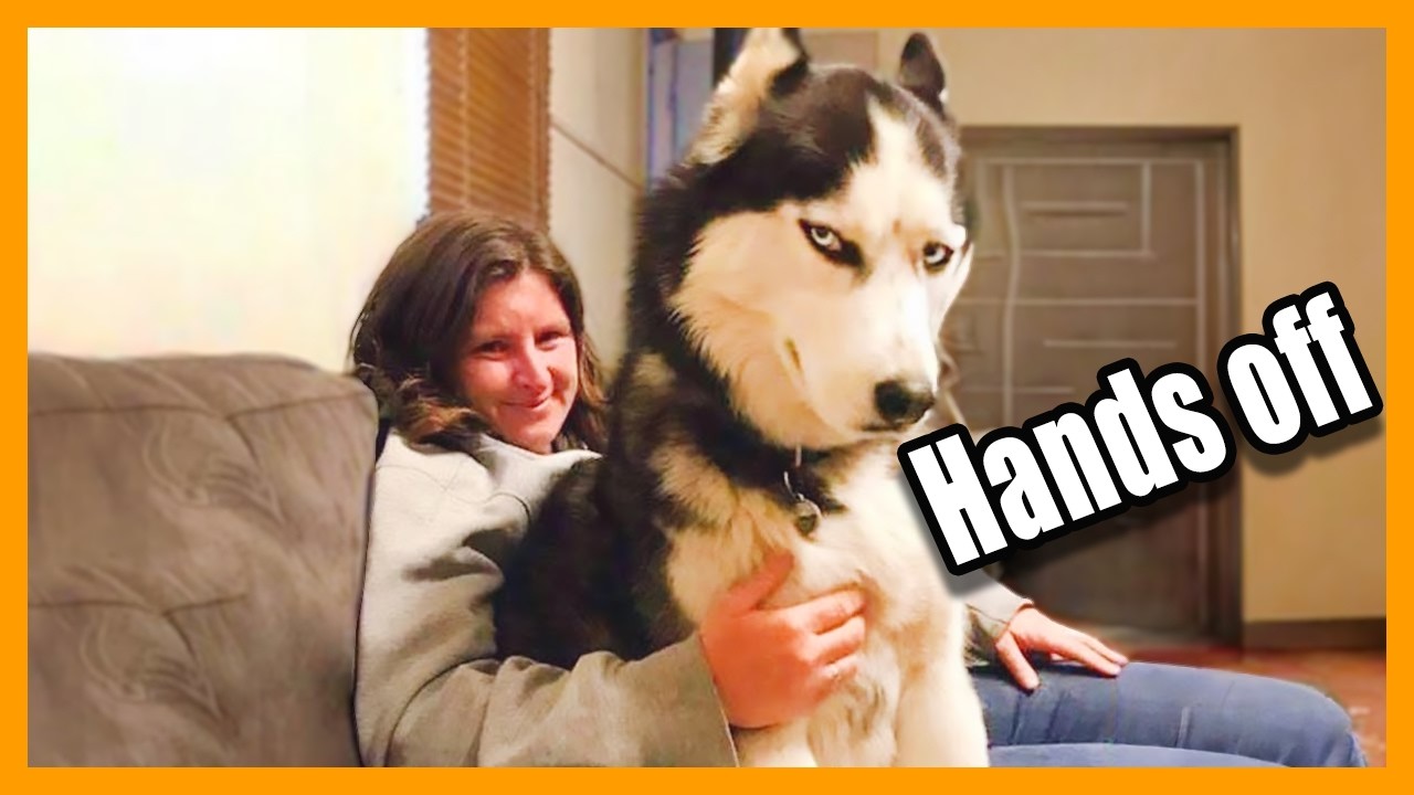 The Funniest Dogs Around the World! 😂🐕 Funny Dog Videos 2026