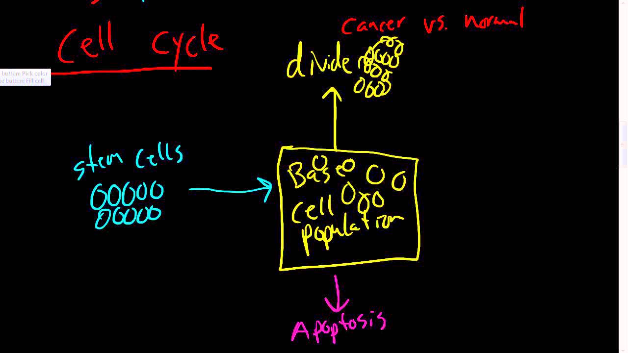 #32 - Tissue Repair - Stem cells, the cell cycle overview, (G1, S, G2, mitosis phases)