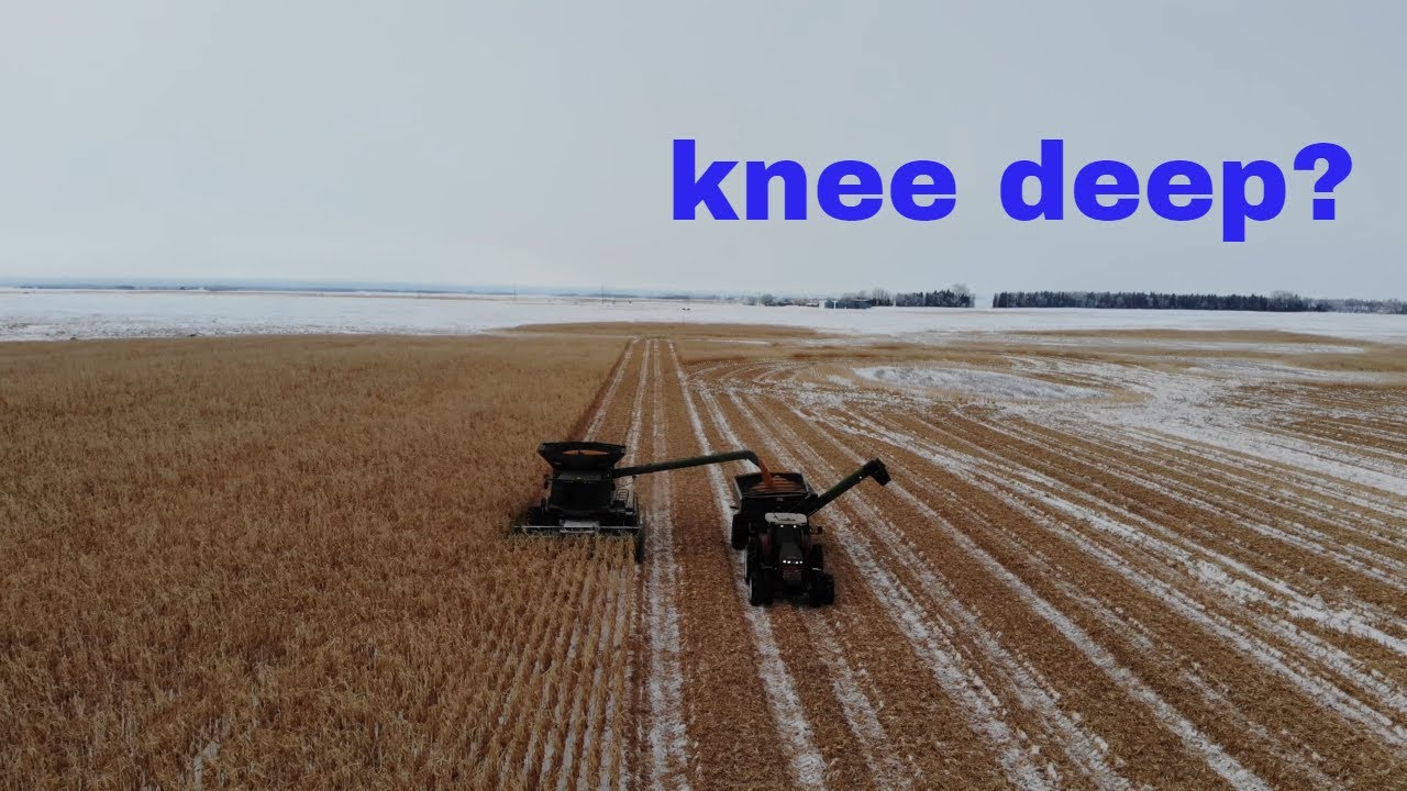 2019 corn harvest in 2020 snow!